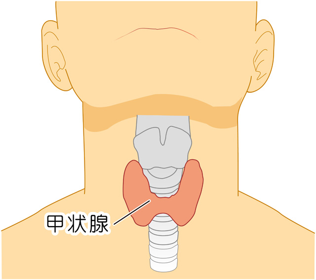 甲状腺はどこにあるの？