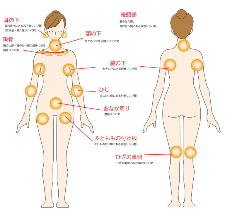 リンパ節はどこにある？