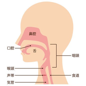 声を出すのどの仕組み