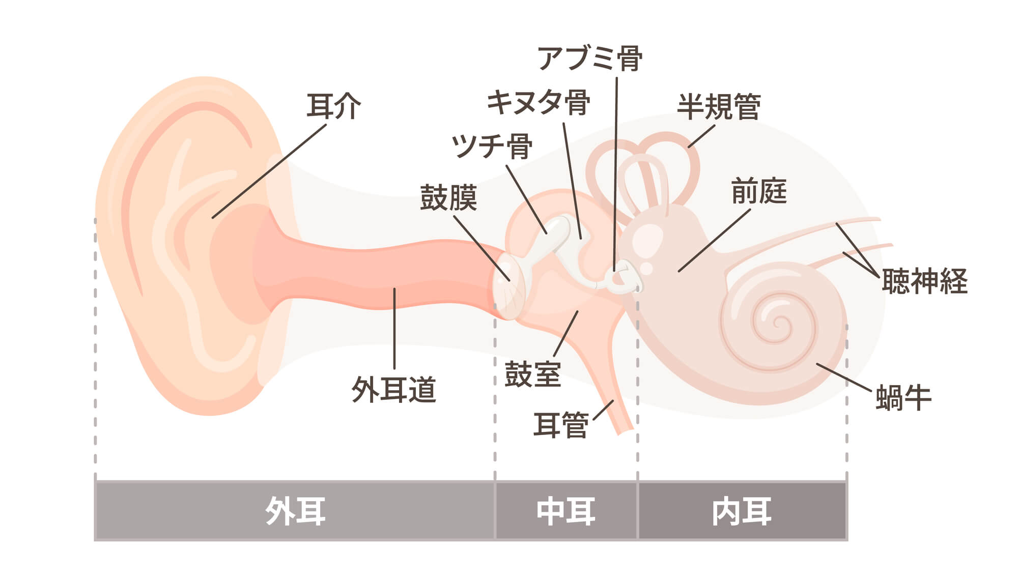 耳の仕組み